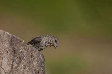 Red Crossbill (Loxia curvirostra) perched on the edge of a rock