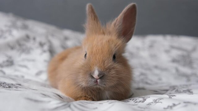 little home cute pet rabbit sitting on the bed and wiggling his nose.