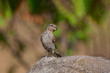 Red Crossbill (Loxia curvirostra) perched on the edge of a rock
