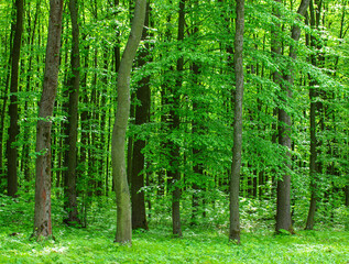 Green forest tree foliage in summer