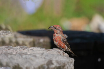 Red Crossbill (Loxia curvirostra) perched on the edge of a rock