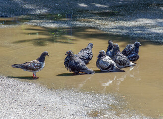 Pigeon cleans its feathers in the water.