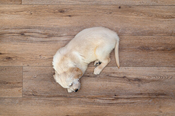 The golden retriever puppy sleeping on modern vinyl panels in the living room of the house, top...