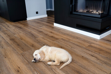 The golden retriever puppy sleeping on modern vinyl panels in the living room of the house, visible...