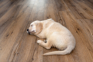 The golden retriever puppy sleeping on modern vinyl panels in the living room of the house.