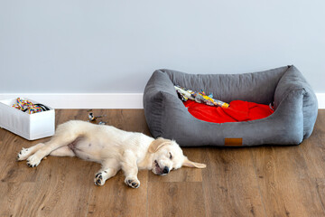 Golden retriever puppy sleeps on modern vinyl panels in the living room of a house near the...