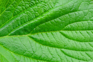 background texture green leaf structure macro photography