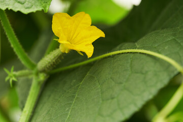 Young fruits of cucumbers on a branch in a greenhouse. Background with natural patterns. Growing vegetable crops. Blooming cucumbers.