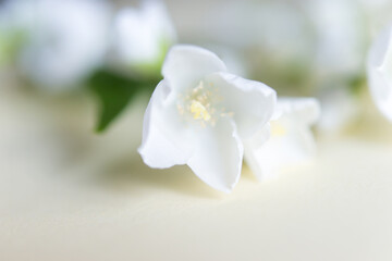 Beautiful white jasmine flowers background.