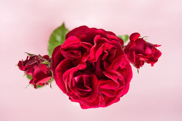 Beautiful flowers. Rose on a pink background. The apartment lay with copy space for a wedding, birthday, party or other celebration.