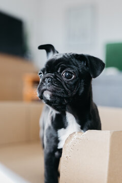 puppy looking at camera