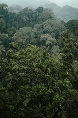 trees in the forest