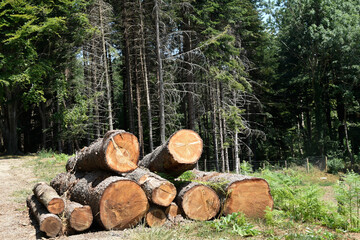 Pila de Troncos de madera de &aacute;rboles con el  bosque  de fondo