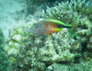 Fototapeta na wymiar Fish of the Red sea. Juvenile hawkfish