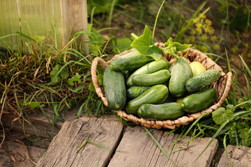 Obraz premium Freshly harvested young cucumbers in a wicker basket near the greenhouse entrance. Growing natural and healthy vegetables. Country life. Healthy lifestyle.