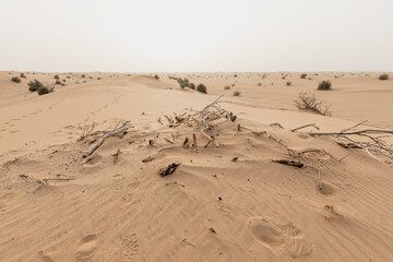 Fototapeta na wymiar Dead tree branches on the sand of the desert near Dubai, United Arab Emirates