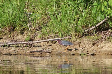 Green Heron