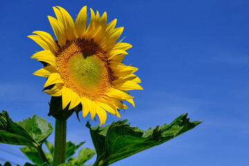 Sunflower blooming with the blue bright sky background.