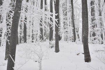 Winter Forest Landscape. Snow on trees in mountain forest. Concept of winter and snow