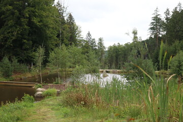 Pond in the forest among the trees with large boulders