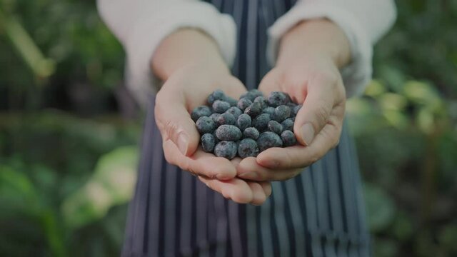 Closeup hands of successful happy farmer showing hands full of organic beautiful blueberries. Organic fruits, bio farming. Agriculture cultivation. Greenhouse.