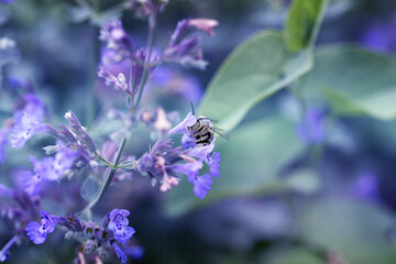  Purple flowers and bee collecting nectar and pollinating the lilac bush.