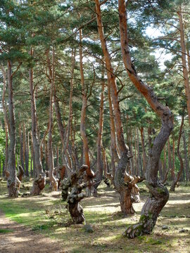 La Pinatelle du Zouave - 43