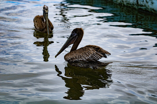 Brown pelicans swimming in a lake