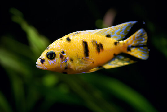 Aulonocara (Peacock cichlid) African Cichlid fish in home aquarium. Yellow with black spotted pattern freshwater fish Aulonocara sp. Multicolor