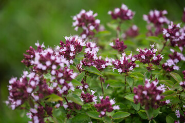 Oregano (Origanum vulgare)