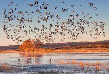 Bosque de la Apache Snow Goose flyover