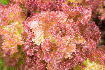 Red and green lettuce leaves close-up