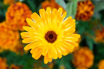 Marigold flower (Calendula officinalis) in red and yellow colors on soft background