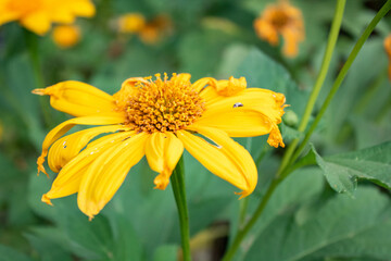 yellow flower in garden