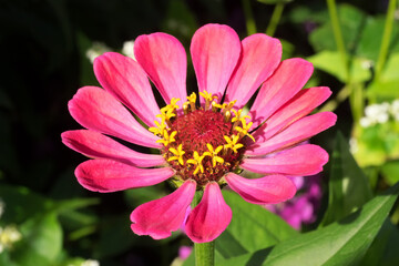 Fototapeta premium Big red flowers Zinnia angustifolia with small yellow flowers on green and dark soft background