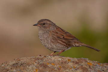 Side profile view of Dunnock (Prunella modularis) perched on rock
