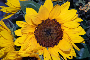Yellow flowers of ornamental sunflower, autumn flowers. Close-up