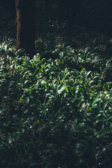 Obraz premium Close up nature view of green leaf, dark nature concept, tropical leaf with morning sun.