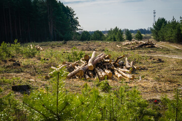 Felled pine trees in forest