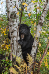 Black Bear (Ursus americanus) in Amongst Birch Trees Autumn