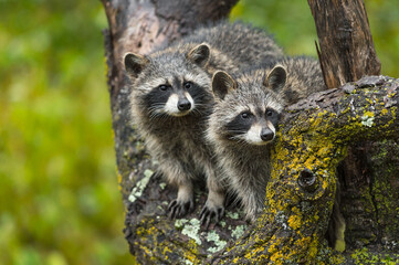 Pair of Raccoons(Procyon lotor) Look Out From Tree Autumn