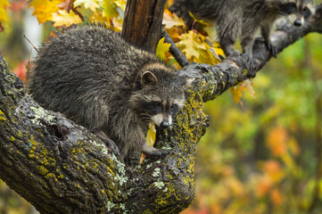 Raccoon (Procyon lotor) in Tree Second Higher Up Autumn