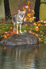 Coyote (Canis latrans) Stands Looking Out From Rock Copy Space Autumn