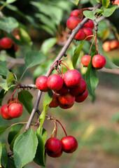 Siberian apple tree fruits in autumn