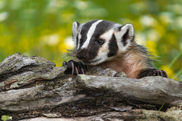 Fototapeta premium North American Badger (Taxidea taxus) Peers Over Top of Log Summer