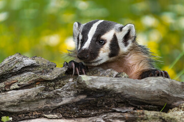 North American Badger (Taxidea taxus) Peers Over Top of Log Summer