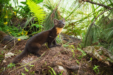 Obraz premium American Pine Marten (Martes americana) Looks Up to Right Summer