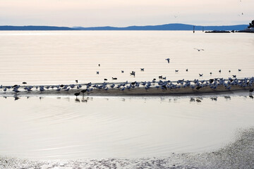 Flock of seagulls on the beach.