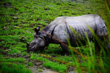 Wild Hippo om Grass