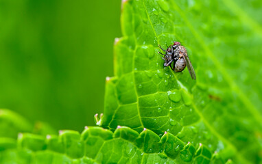 spider on a leaf